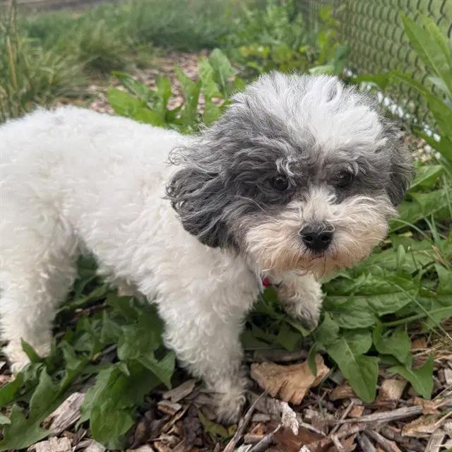 Capri - Shih Tzu