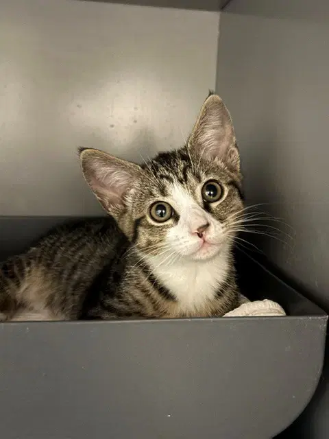 Venus - Domestic Short Hair