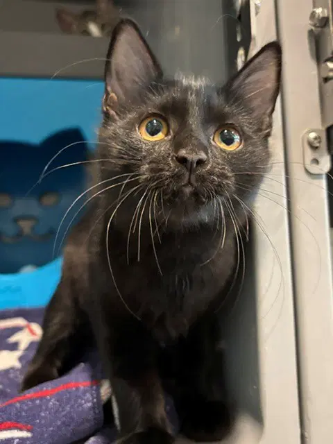 Mercury - American Curl