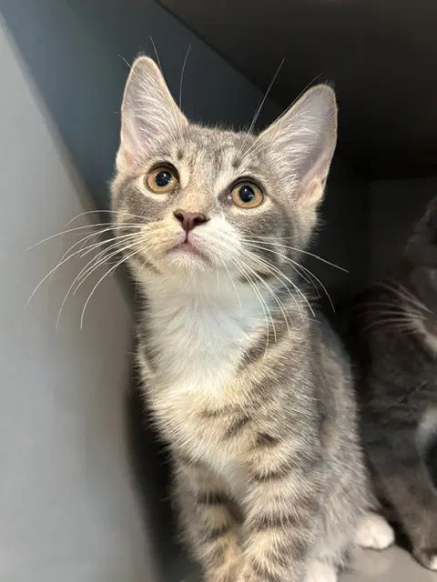 Mars - Domestic Short Hair