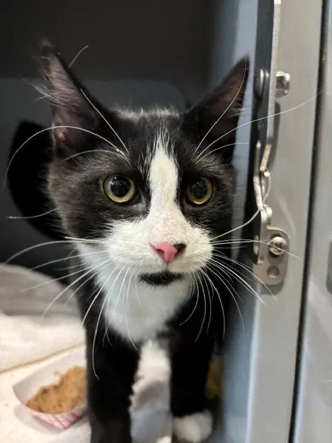 Jupiter - Domestic Short Hair