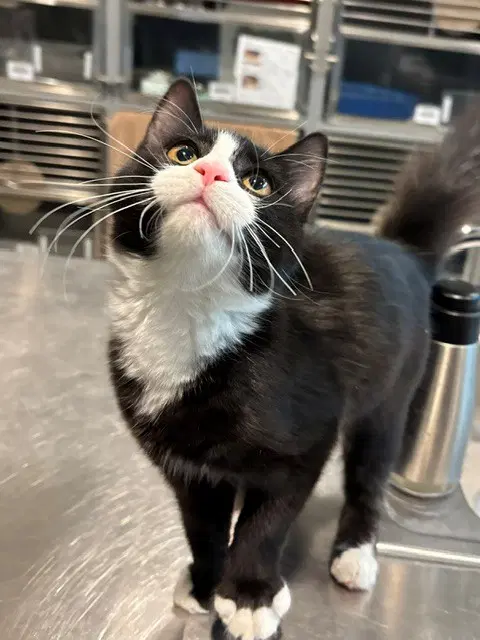 Pluto - Domestic Short Hair