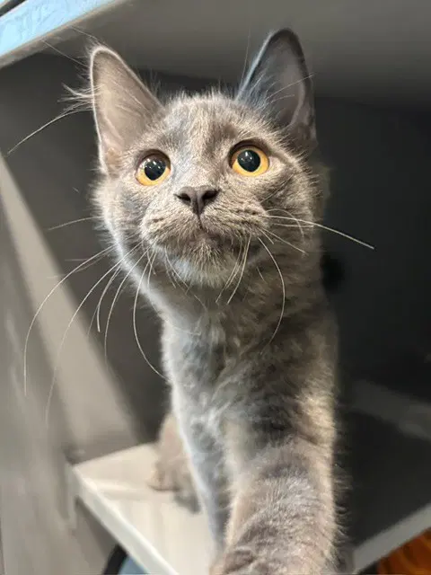 Saturn - Domestic Short Hair