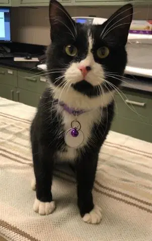 Deacon Jones - Domestic Short Hair