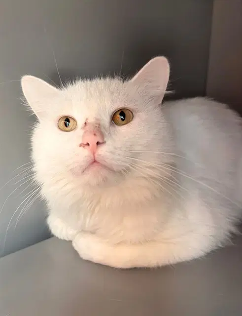 Flake - Domestic Long Hair