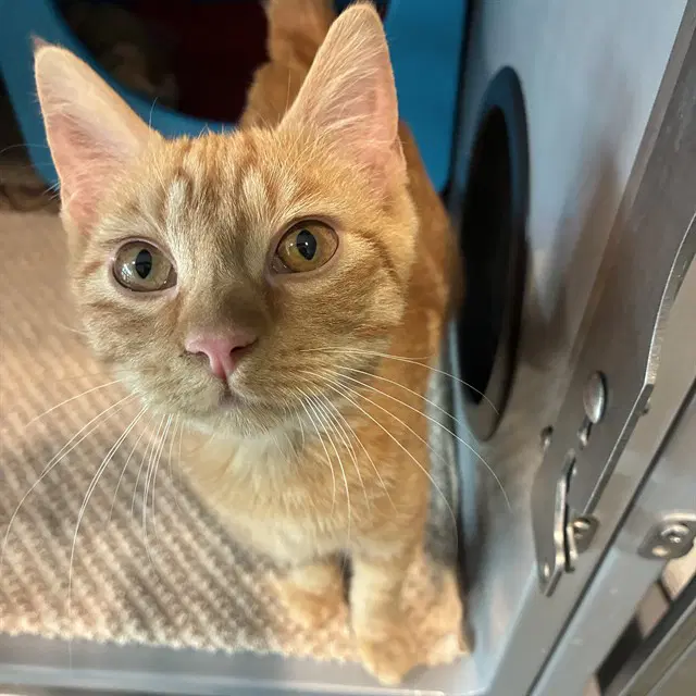 Pumpkin - Domestic Short Hair
