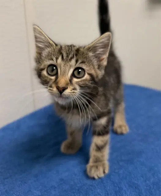 Posh Spice - Domestic Short Hair