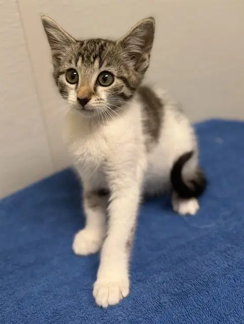 Sporty Spice - Domestic Short Hair
