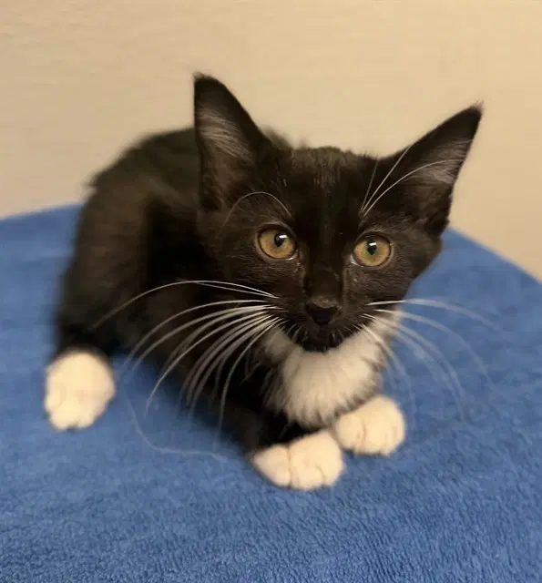 Baby Spice - Domestic Short Hair