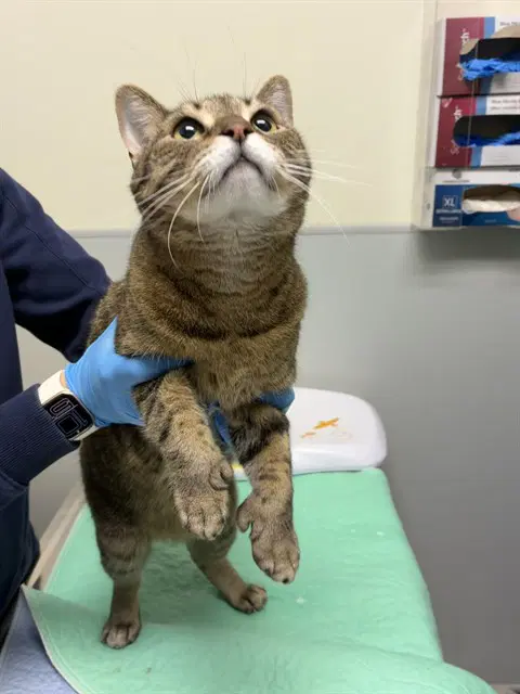 Grayson - Domestic Short Hair