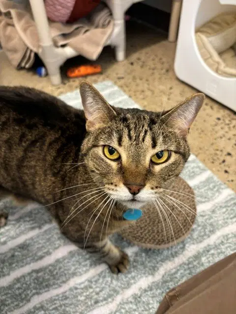 Grayson - Domestic Short Hair