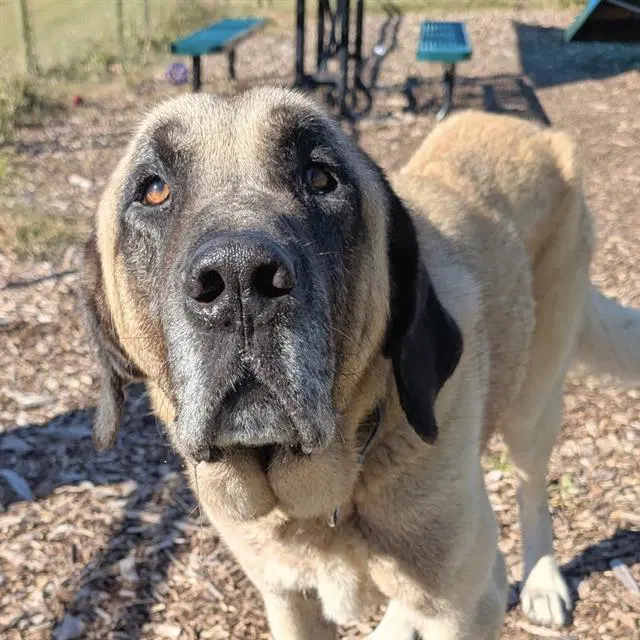 Kaan - Anatolian Shepherd