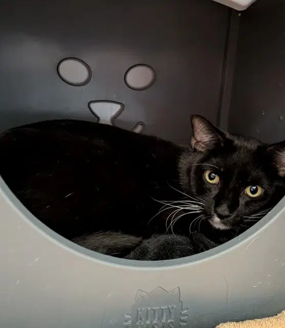Pupsy - Domestic Short Hair