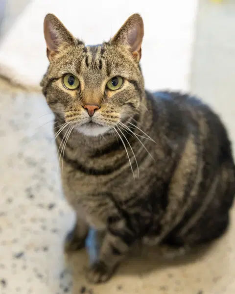 Pj - Domestic Short Hair