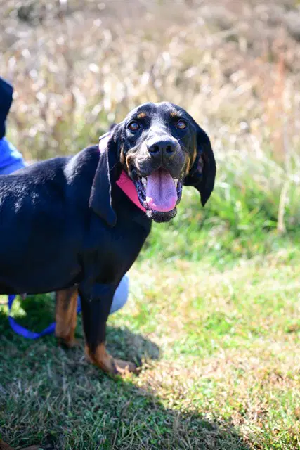 Meadow - Hound