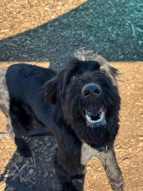 Eli - Poodle (Standard)