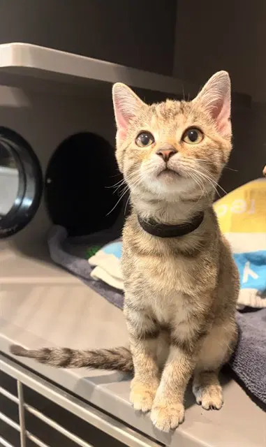 Sammi - Domestic Short Hair