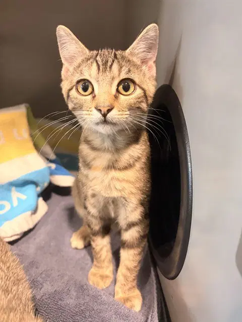 Sally - Domestic Short Hair