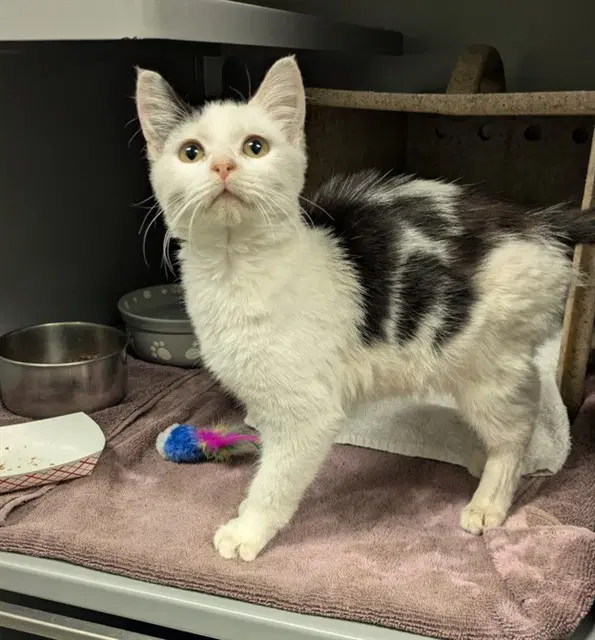 Rolly - Domestic Medium Hair