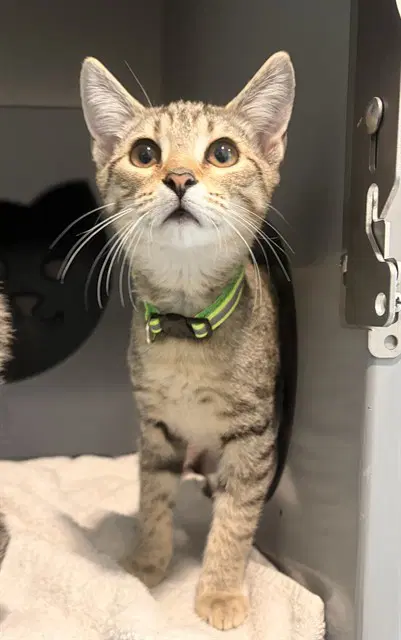 Pinky - Domestic Short Hair