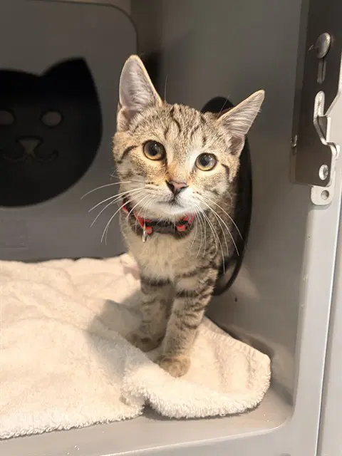 Lilac - Domestic Short Hair