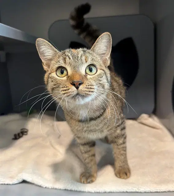 Acorn - Domestic Short Hair