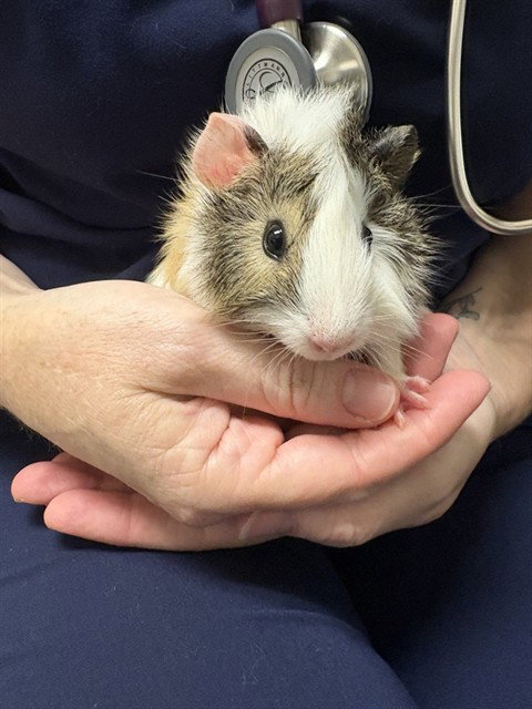 RUTABAGA