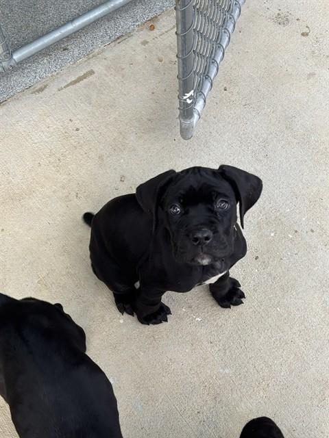 Pugsley