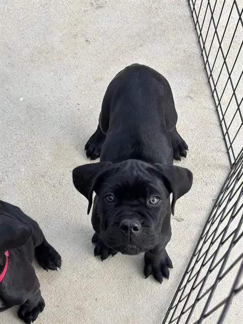 Gomez - Cane Corso Mastiff