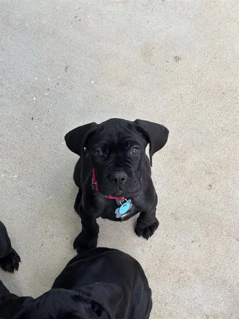 Enid - Cane Corso Mastiff