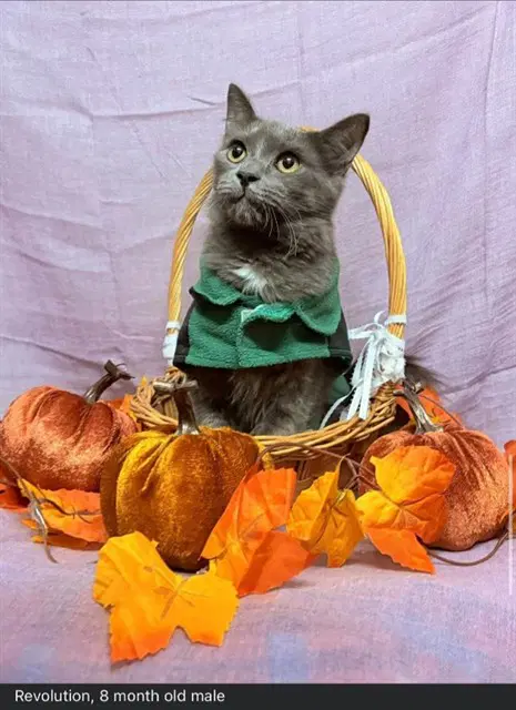 Jacket - Domestic Short Hair