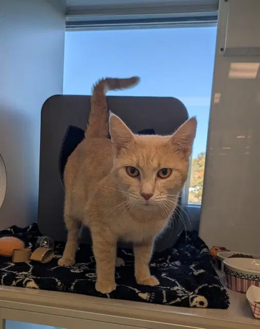 Marilyn - Domestic Short Hair