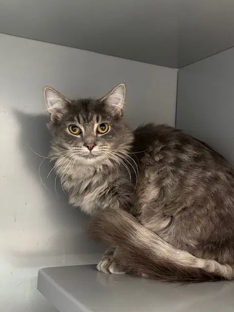 Sock - Domestic Medium Hair