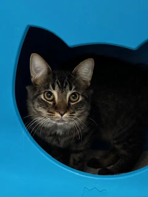 Beanie - Domestic Short Hair