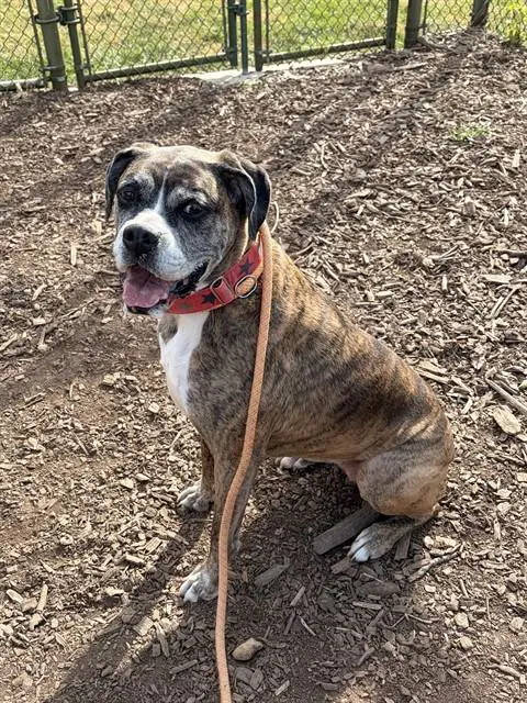 Stella - Boxer