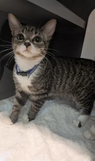 Saffron - Domestic Short Hair
