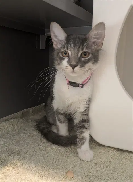 Pepper - Domestic Medium Hair