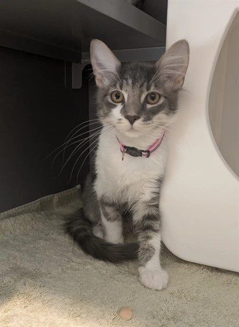 Pepper