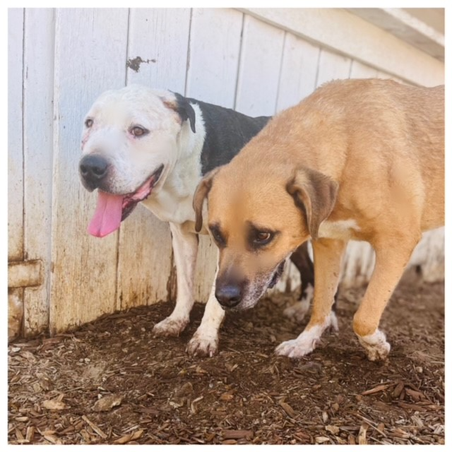 Dog for Adoption BARNEY Gentle, kind, dog friendly, a Pit Bull