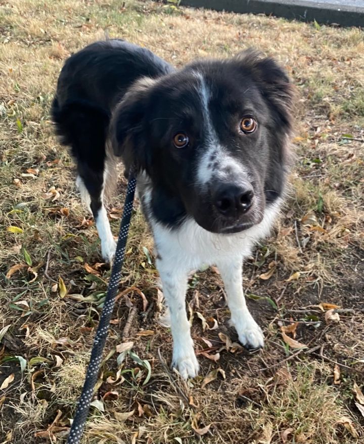 Dog for Adoption - HENRY - Very friendly playful and super smart, a ...