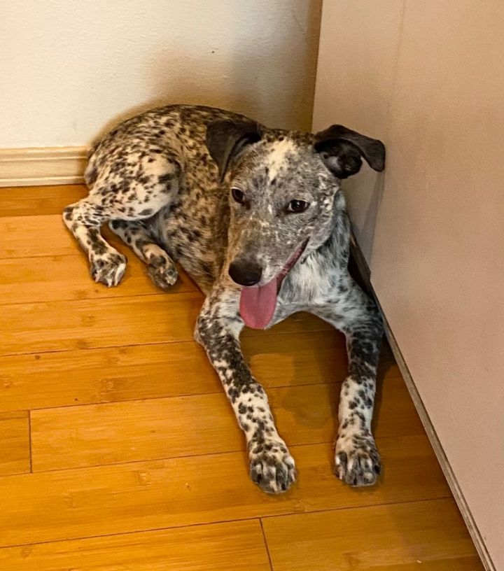 Dog for Adoption SPOT Smart sweet affectionate 5 mo. old, a