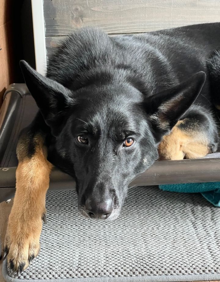 Dog for Adoption STARLENEdog cat kid friendly NEEDS FOSTER !!, a