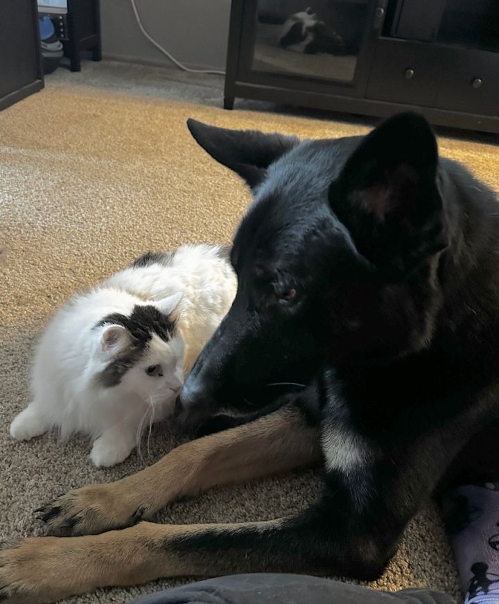 Dog for Adoption STARLENEdog cat kid friendly NEEDS FOSTER !!, a