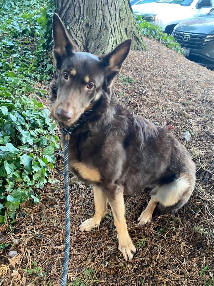 Dog for Adoption JAZZ Affectionate dog friendly beauty, a German