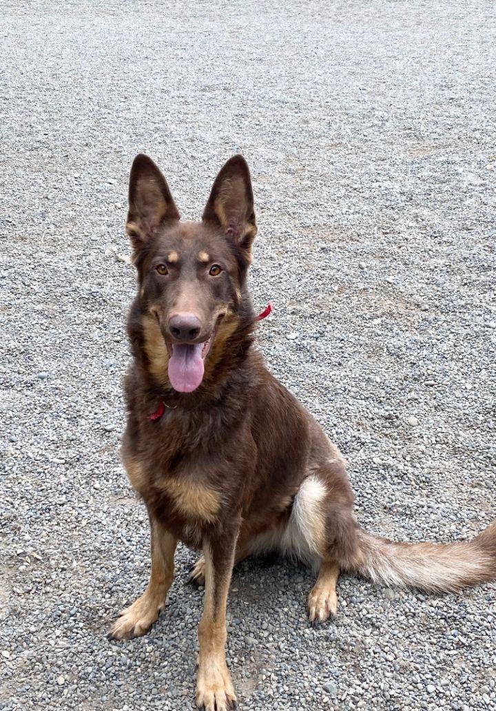 Dog for Adoption JAZZ Affectionate dog friendly beauty, a German