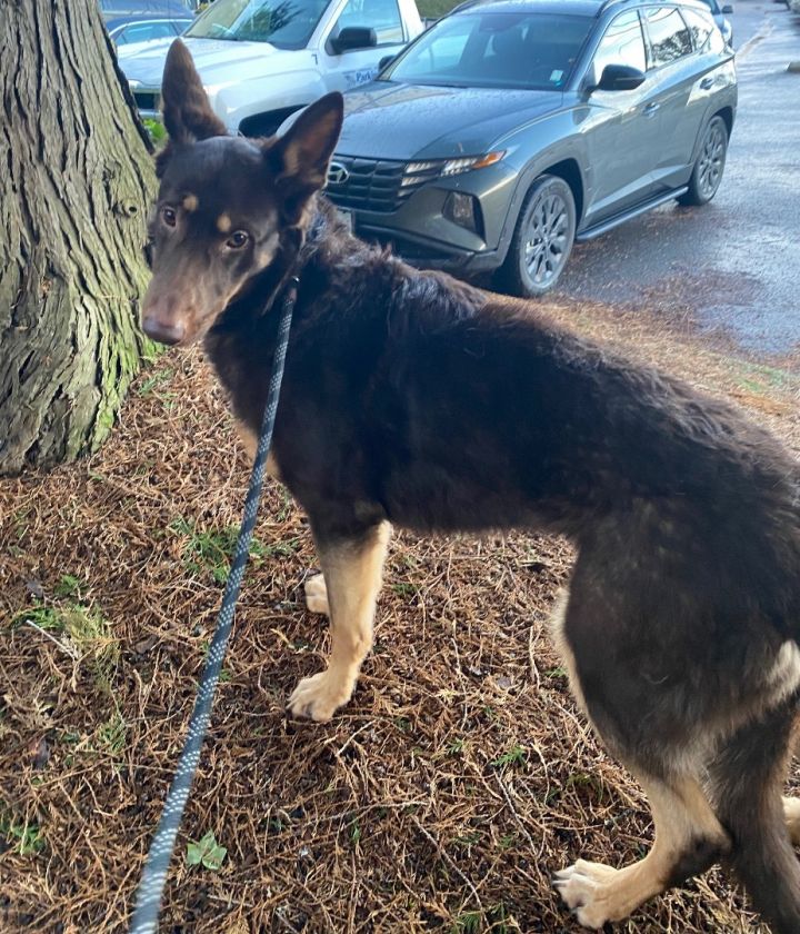 Dog for Adoption JAZZ Affectionate dog friendly beauty, a German