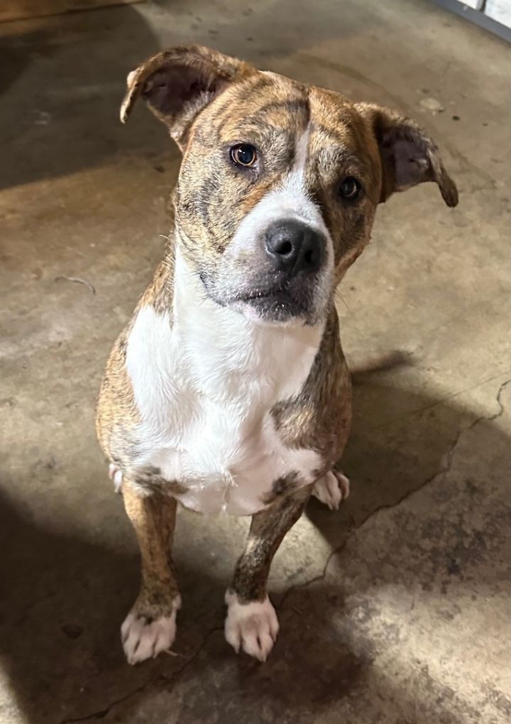 Dog for Adoption - PLEASE HELP! FOSTERS NEEDED!, a Border Collie in ...