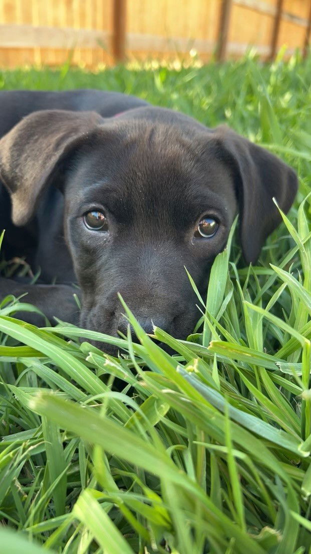 dog-for-adoption-11-week-old-puppy-betty-needs-medical-foster-a