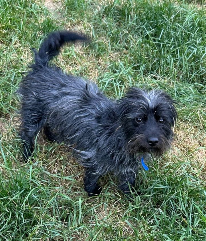 Dog for Adoption - FELIX - Affectionate gentle boy, a Havanese in ...