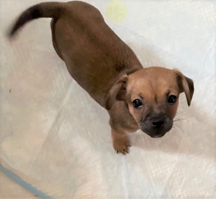 Dog For Adoption - Parker - 10 Week Old Doxy-chi Pup, A Dachshund In 